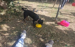 Rottweiler dogs for sale: Roxy  - Image 4