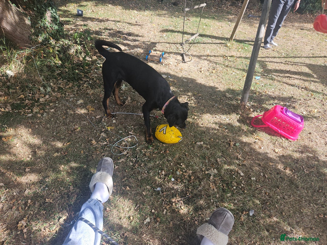 Rottweiler dogs for sale: Roxy  - Image 4