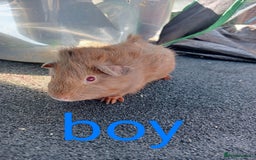 Guinea Pig rodents for sale: 6 Baby male guinea pig - Image 3