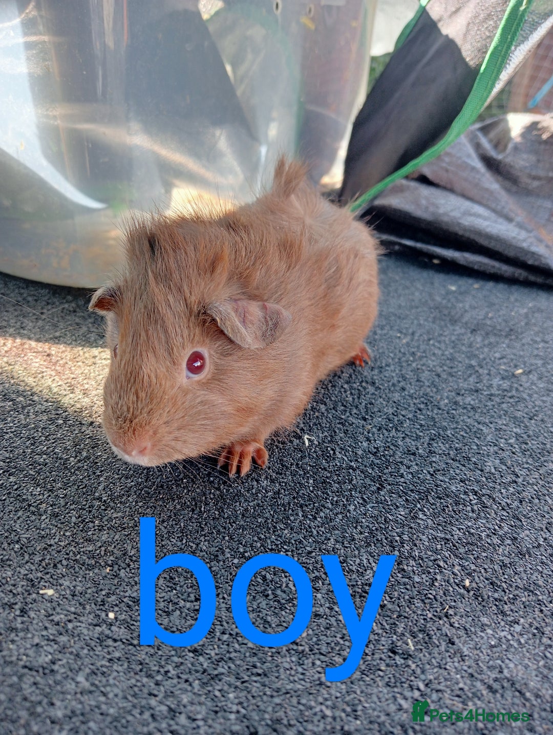 Guinea Pig rodents for sale: 6 Baby male guinea pig - Image 3