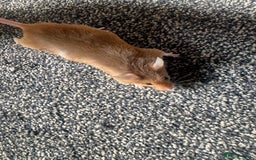 Mouse rodents for sale: Mixed fancy mice  - Image 15