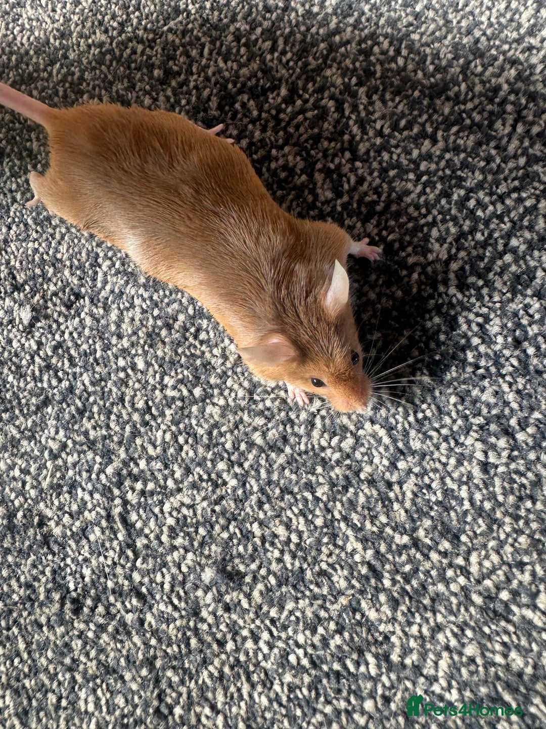 Mouse rodents for sale: Mixed fancy mice  - Image 15
