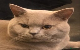 British Shorthair cats for stud: Lilac British Shorthair Stud service only in Huddersfield - Image 3