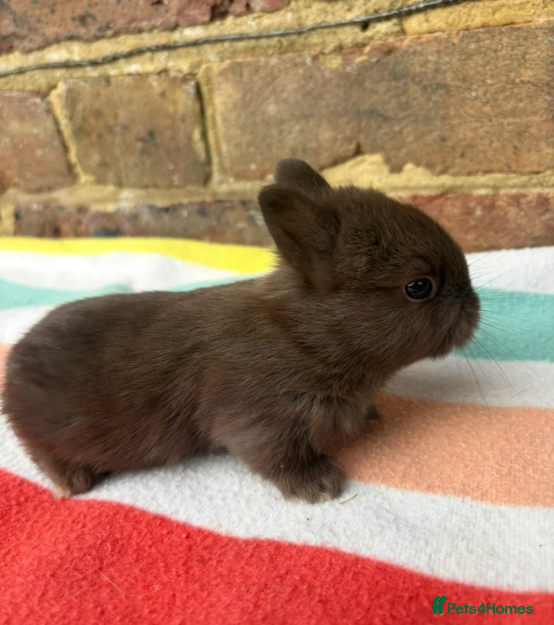 Netherland Dwarf rabbits for sale: Sweet Netherland dwarf bunnies  - Advert 2