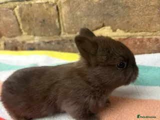 Netherland Dwarf rabbits Sweet Netherland dwarf bunnies - Advert 1