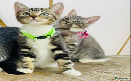 Ragdoll cats for sale: Ragdoll x tabby mix - Image 9