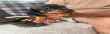 Dachshund 4
