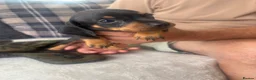 Dachshund dogs for sale: Beautiful dachshund puppies  - Advert 3