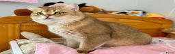 British Shorthair cats for sale: TICA pedigree pure breed golden kittens - Advert 9