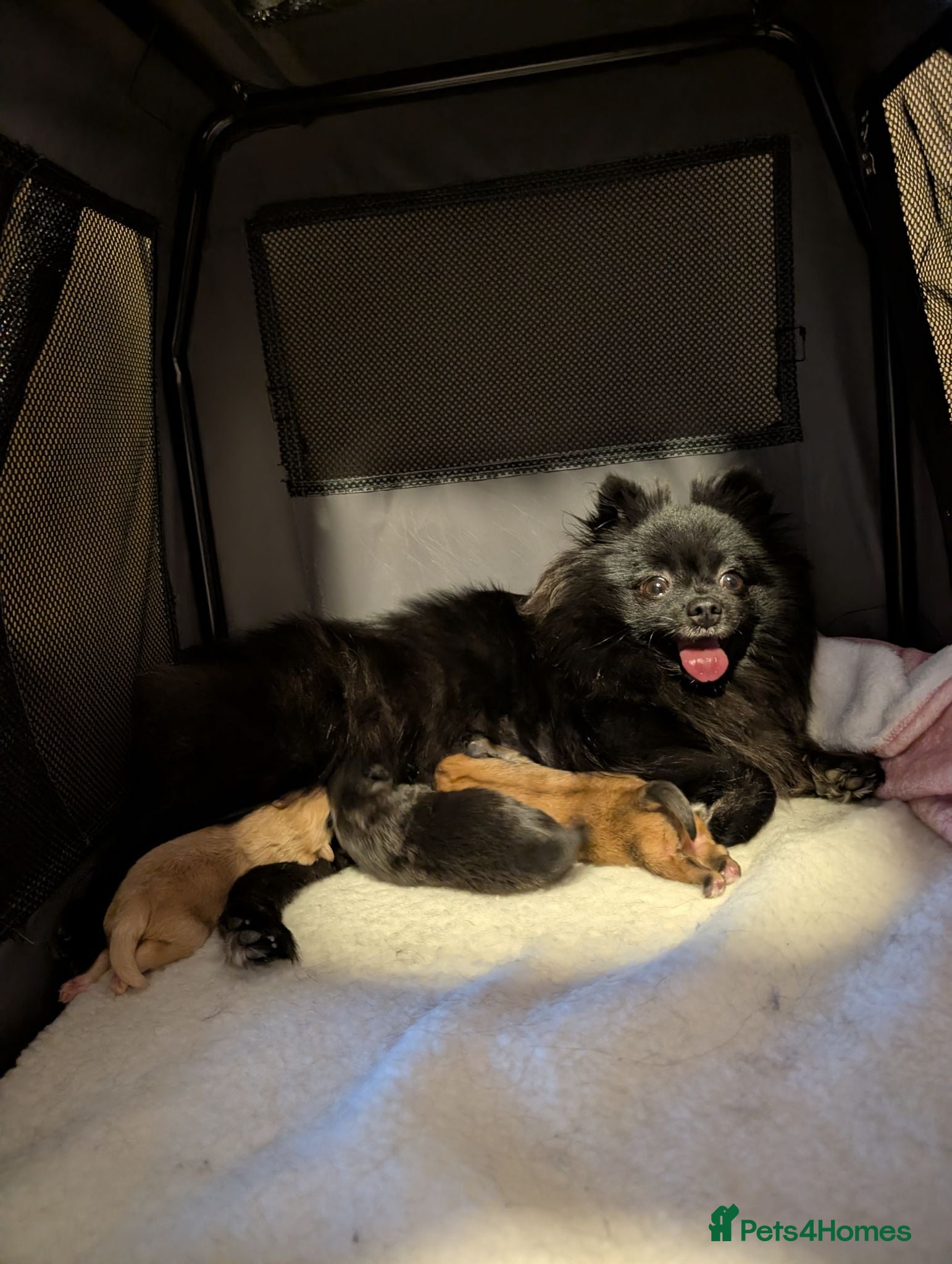 Pomeranian dogs Pomeranian puppies for sale  - Advert 2