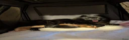 Pomeranian dogs for sale: Pomeranian puppies for sale  - Advert 1
