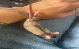 Mouse rodents for sale: 4 MALES LEFT* fancy mice  - Image 5