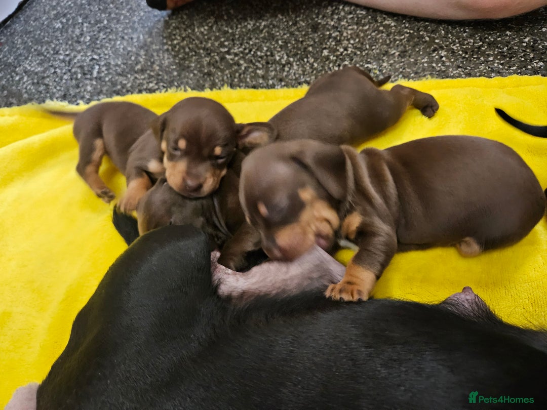 Mixed Breed dogs for sale: Pug x miniature dachshund *Only one left* - Image 22