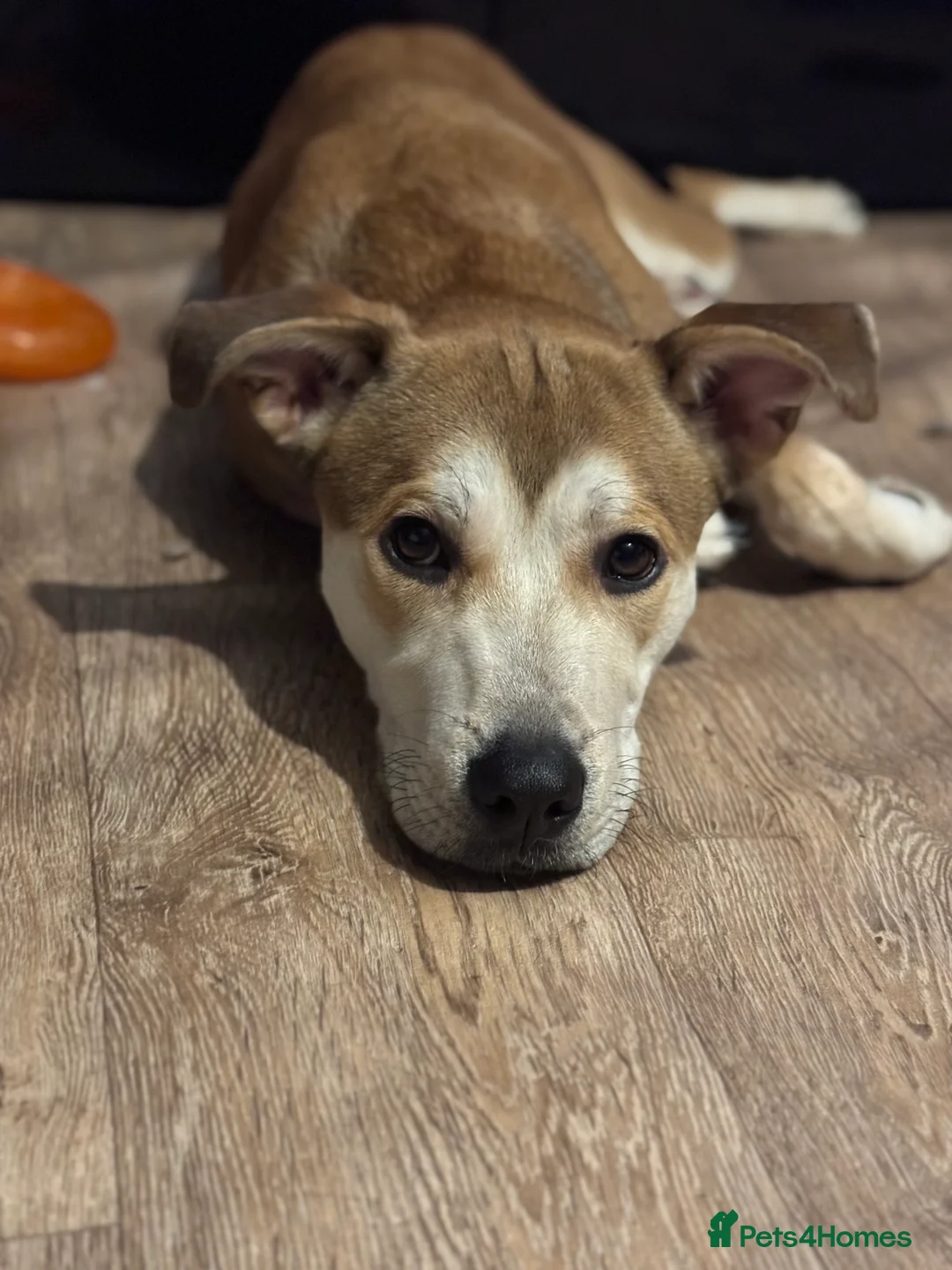 Mixed Breed dogs for sale: Japanese Akita X staffy - Advert 3