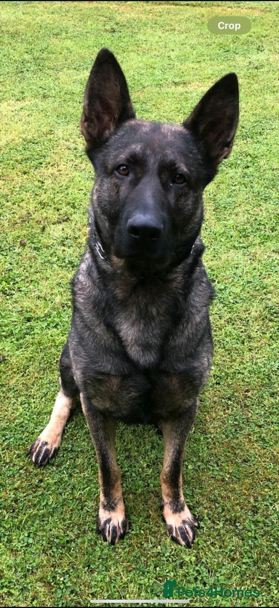 German Shepherd dogs for sale: Germany 🇩🇪 shepherd puppies dogs 🐕 big boned - Image 13