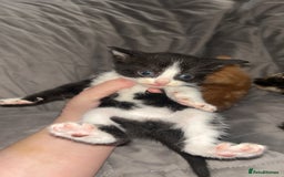 Mixed Breed cats for sale: Kittens  - Image 4