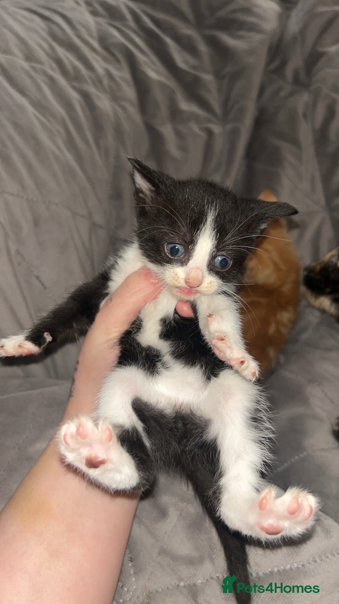 Mixed Breed cats for sale: Kittens  - Image 4