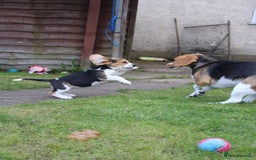 Beagle dogs for sale: Adorable Beagle Puppies for Sale! - Image 7