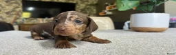 Miniature Dachshund dogs for sale: KC Mini Dachshund Puppies – Dapple & Chocolate - Advert 7