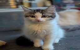 Maine Coon cats for sale: Maine coon X Ragdoll kitten, one boy left - Image 5