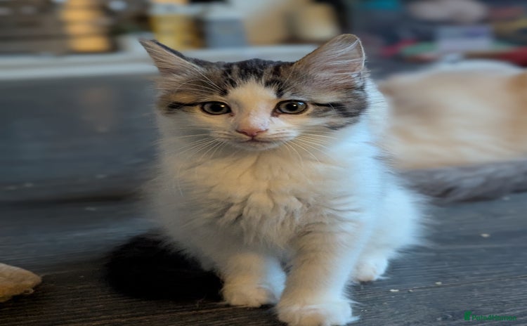 Maine Coon cats - Advert 16