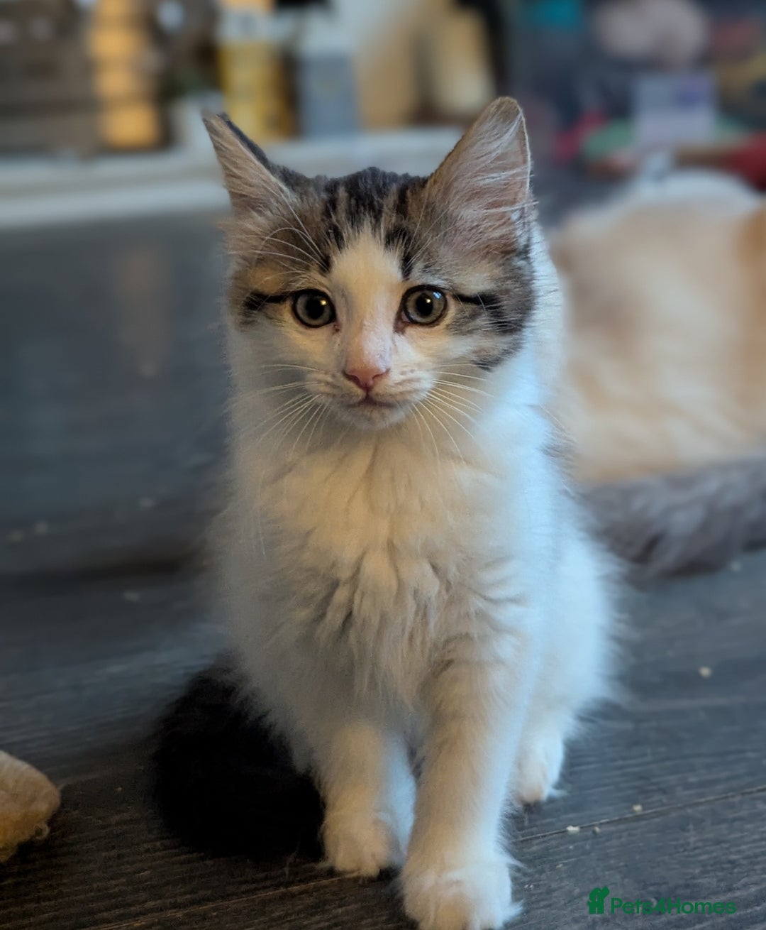 Maine Coon cats for sale: Maine coon X Ragdoll kitten, one boy left - Image 5
