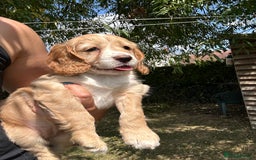Cocker Spaniel dogs for sale: 3 golden cocker spaniels looking for loving homes - Image 9