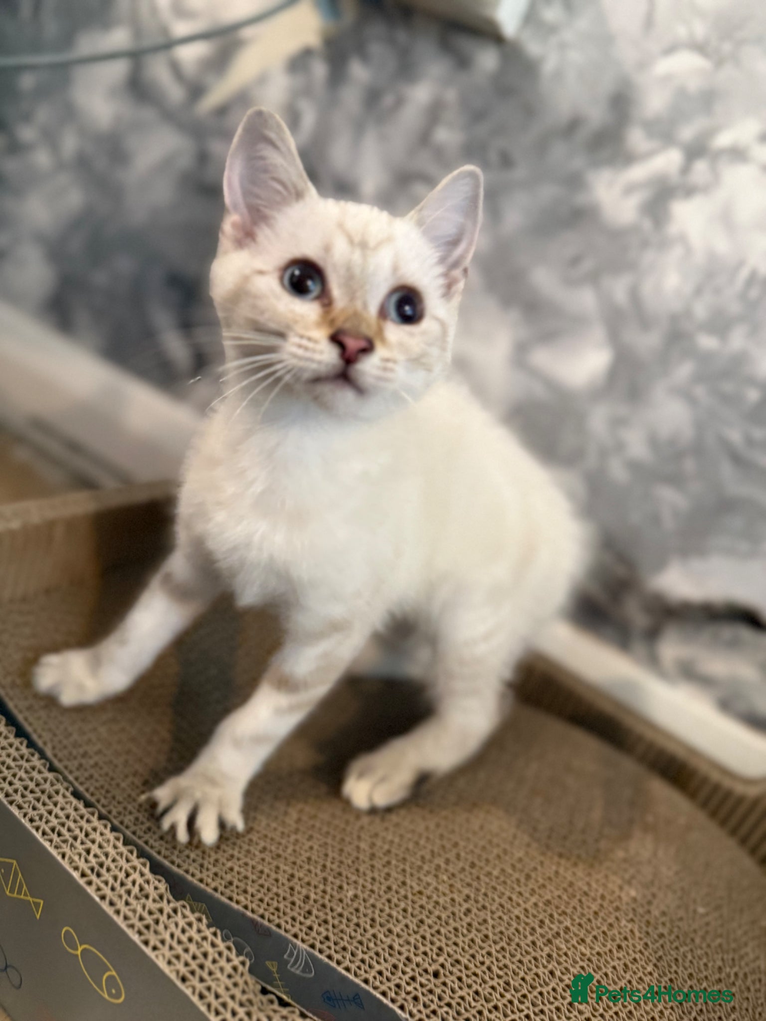 Mixed Breed cats White/cream female kitten - Advert 1