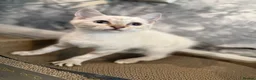 Mixed Breed cats for sale: White/cream female kitten - Advert 1
