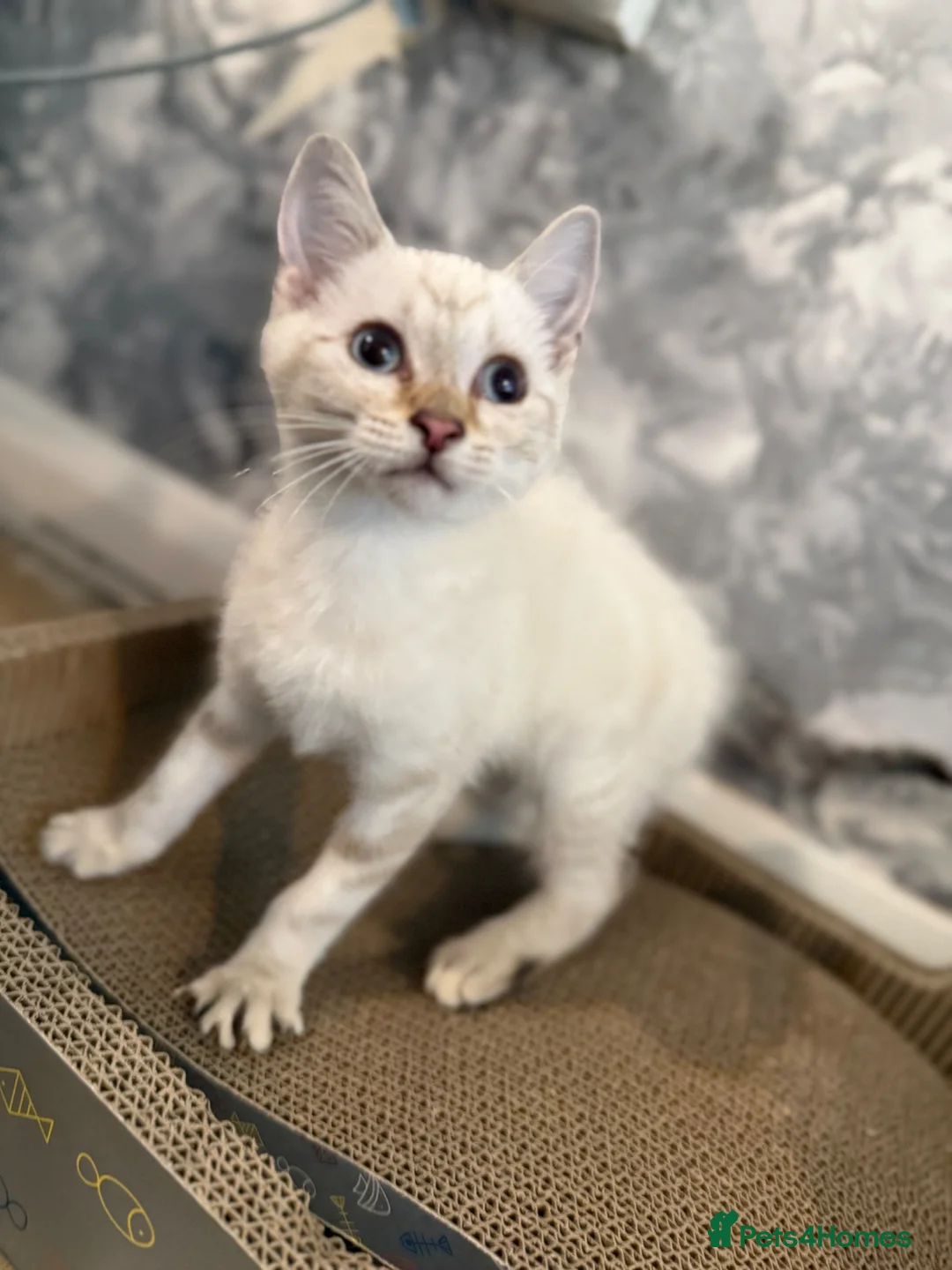 Mixed Breed cats for sale: White/cream female kitten - Advert 1