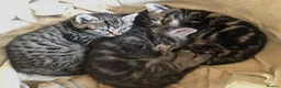 Mixed Breed cats for sale: 3 Bengal/Maincoon/Tabby kittens for loving home - Advert 19