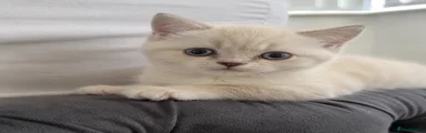 British Shorthair 4