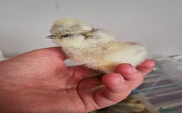 Chickens poultry for sale: USA silkie, jumbo coturnix, celadon quails - Image 35