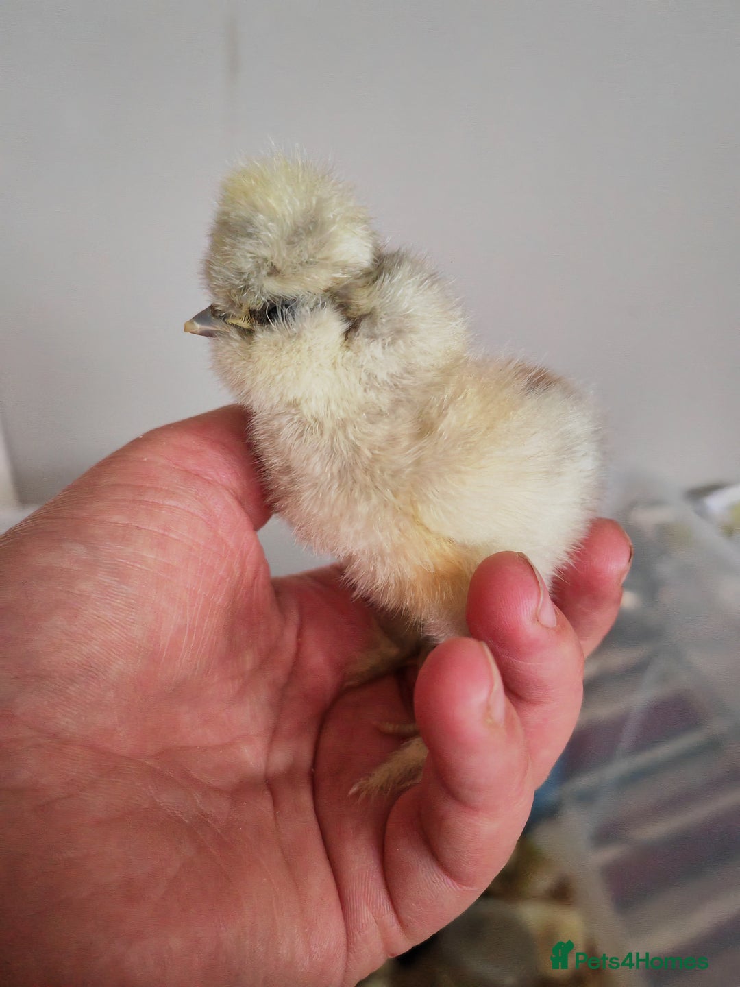 Chickens poultry for sale: USA silkie, jumbo coturnix, celadon quails - Image 35