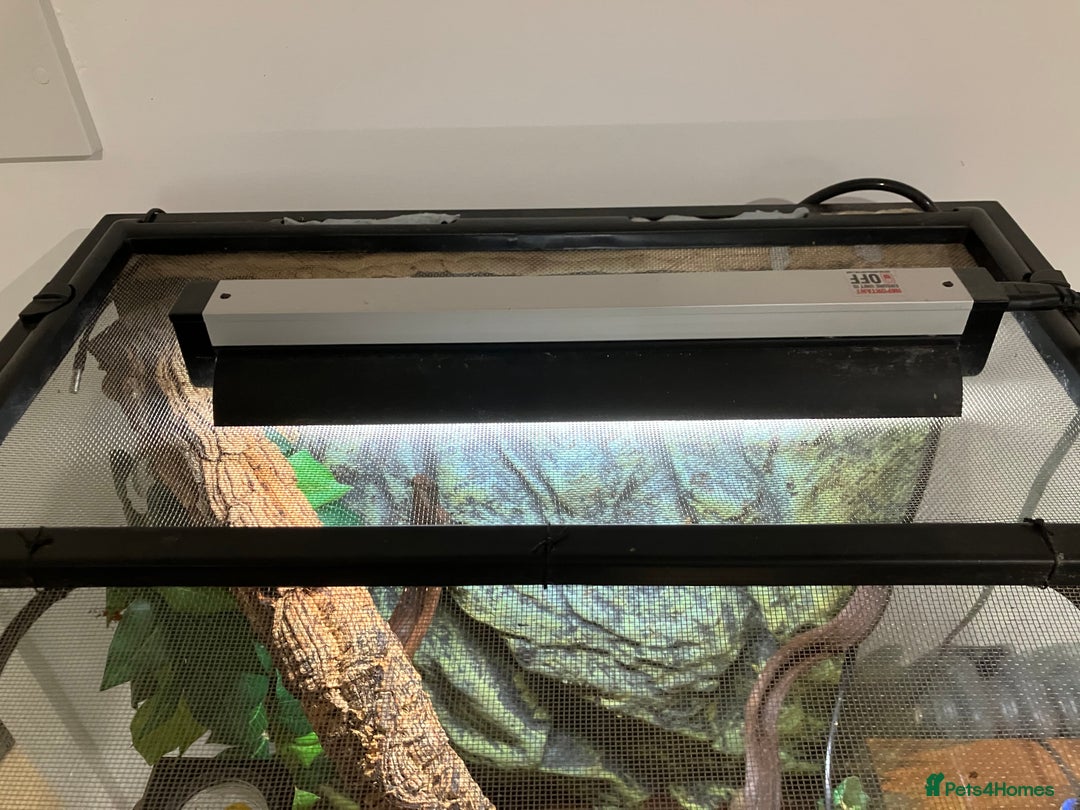 Gecko reptiles for sale: Crested Gecko and set up - Image 8