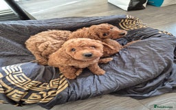 Cockapoo dogs for sale: Gorgeous Cockapoo For Sale - Image 18