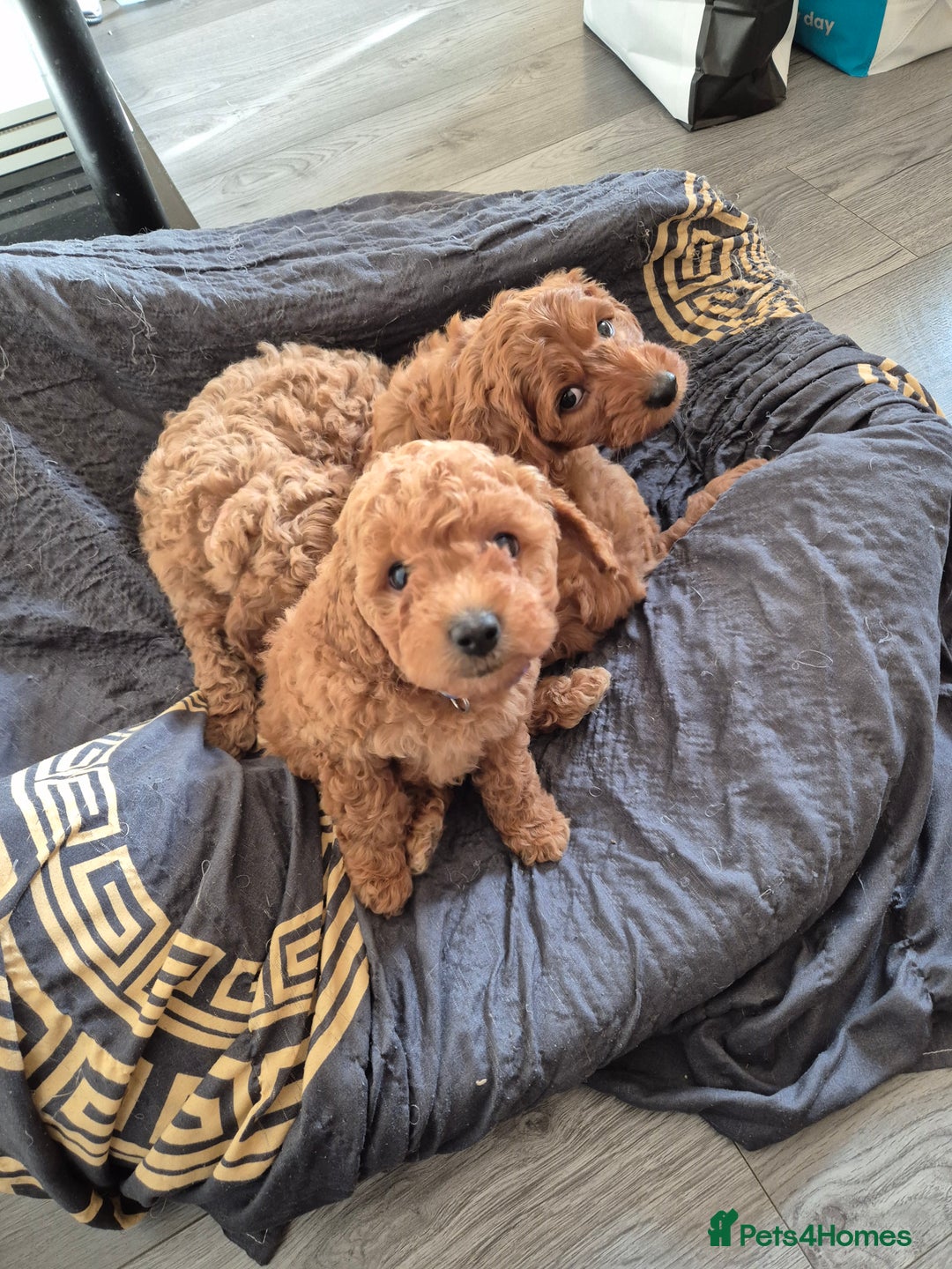 Cockapoo dogs for sale: Gorgeous Cockapoo For Sale - Image 18