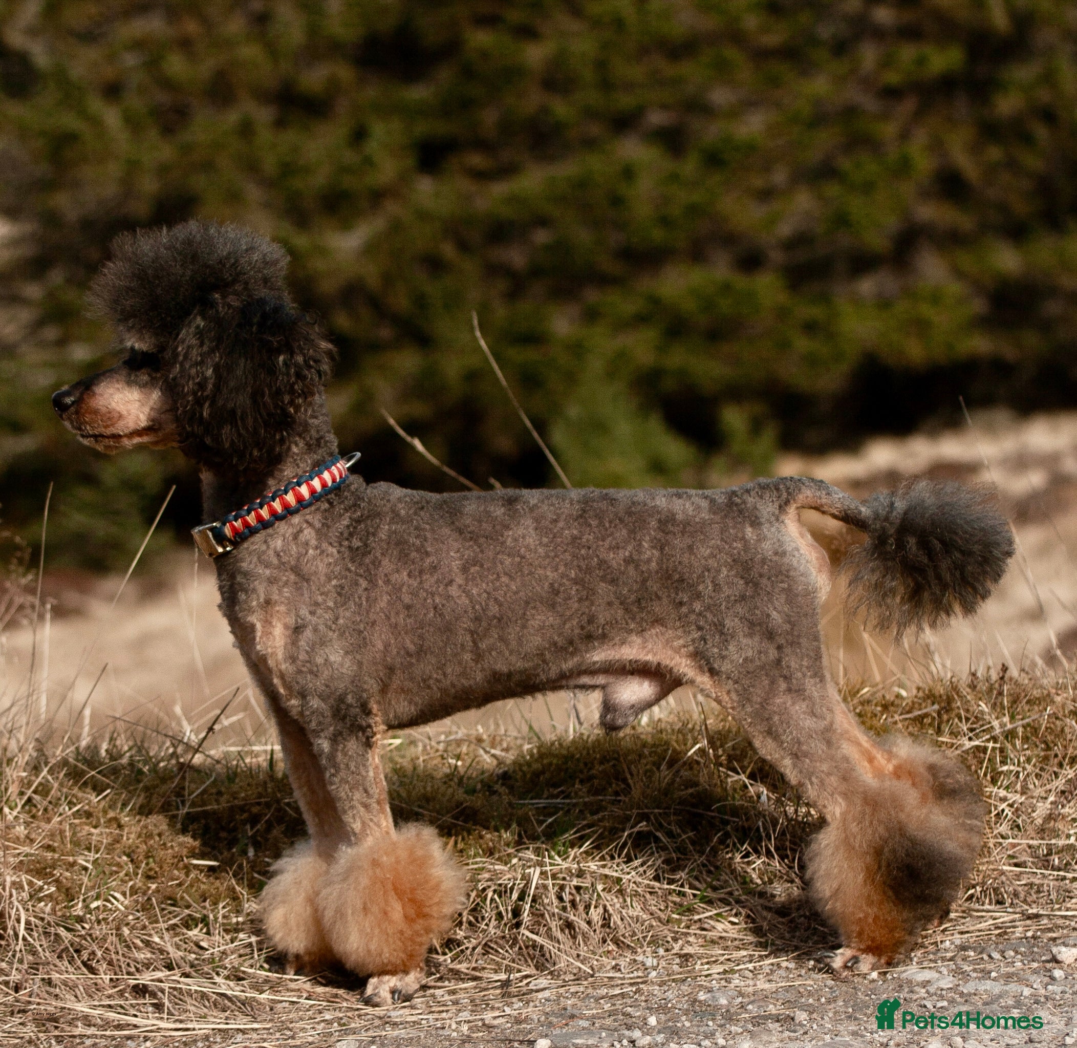 Toy Poodle dogs Phantom Toy poodle in Inverness - Advert 3