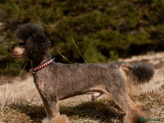 Toy Poodle dogs for stud in Inverness - Advert 2