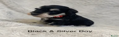 Miniature Schnauzer 6