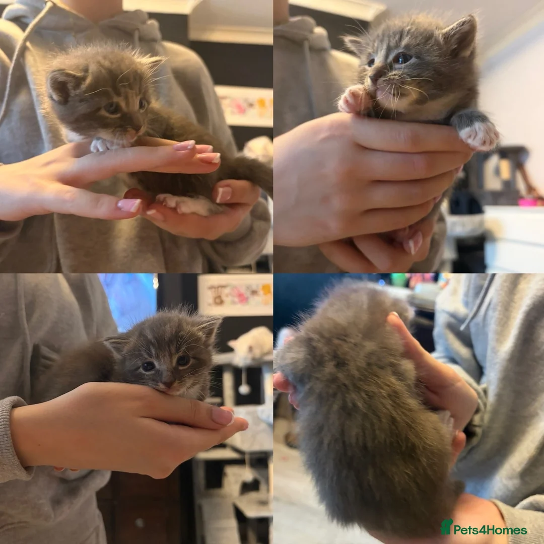 Mixed Breed cats for sale: Ragdoll x DSH kittens available  - Advert 2