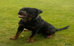 Rottweiler dogs for sale: STUNNING KC ROTTWEILER PUPPIES - Image 10