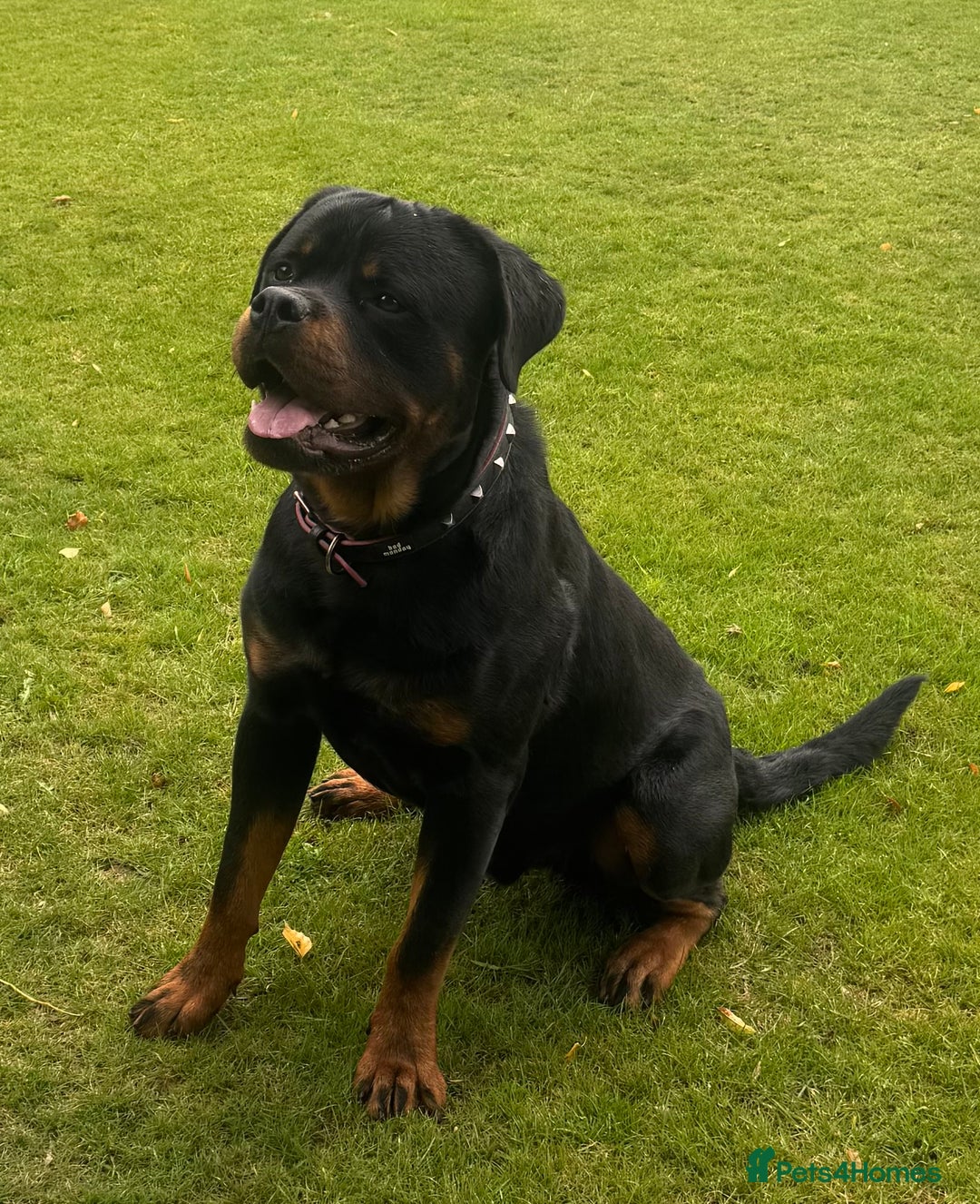 Rottweiler dogs for sale: STUNNING KC ROTTWEILER PUPPIES - Image 10