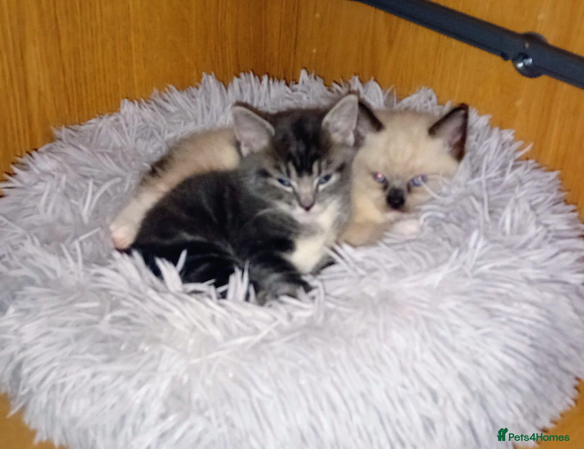 Mixed Breed cats Half Ragdoll kittens - Advert 13