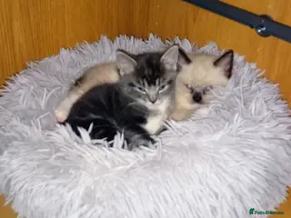 Mixed Breed cats Half Ragdoll kittens - Advert 16