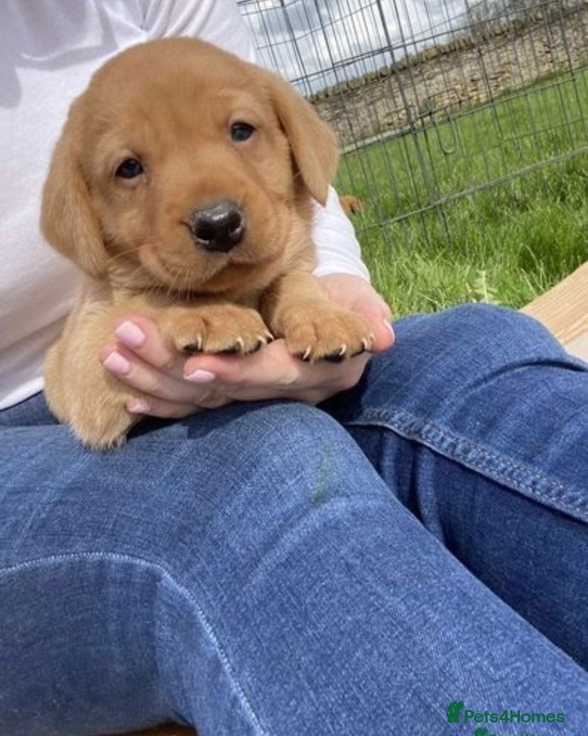 Labrador Retriever dogs Beautiful fox red labrador puppies - Advert 1