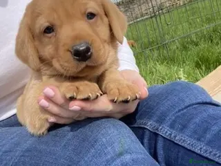 Labrador Retriever dogs Beautiful fox red labrador puppies - Advert 1