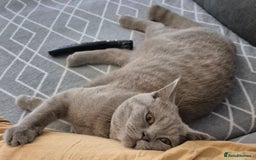 British Shorthair cats for sale: British Shorthair kitten lilac  - Image 3