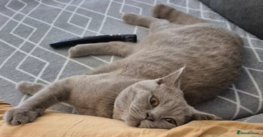 British Shorthair cats - Advert 3