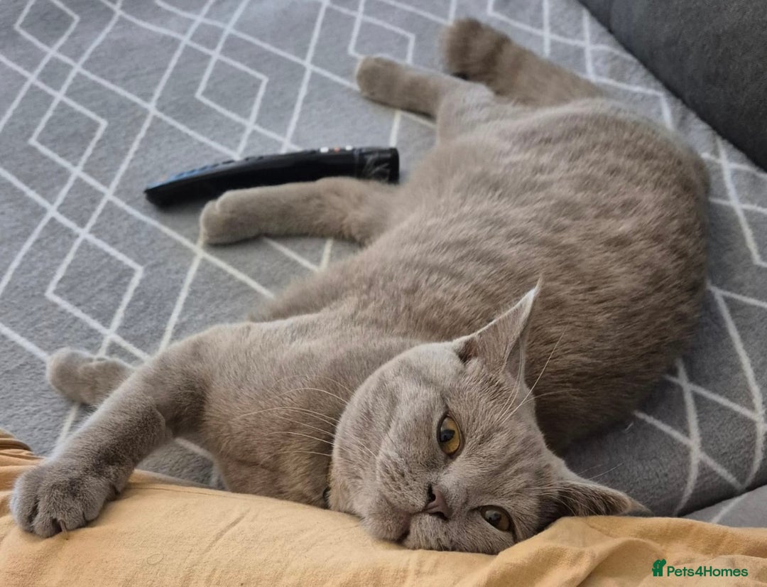 British Shorthair cats for sale: British Shorthair kitten lilac  - Image 3